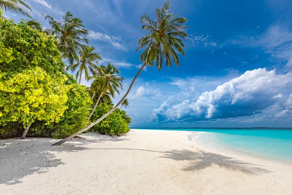 Incredibile Spiaggia Sabbia Natura Con Palme Cielo Lunatico Tranquillo Vacanze — Foto Stock