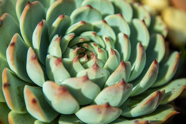 Zbliżenie Zielonego Kaktusa — Zdjęcie stockowe