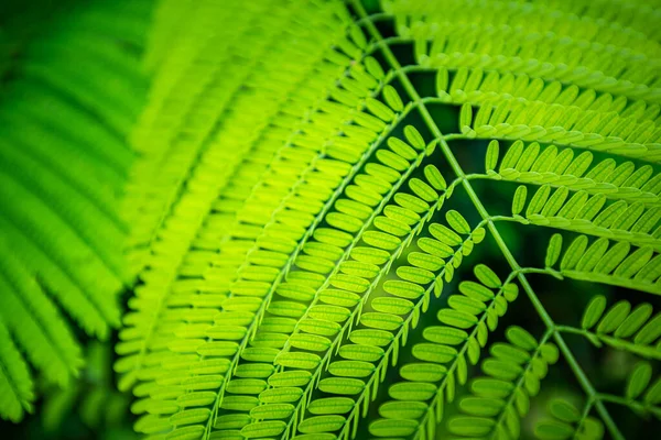 Fond Feuille Fougère Verte Gros Plan — Photo