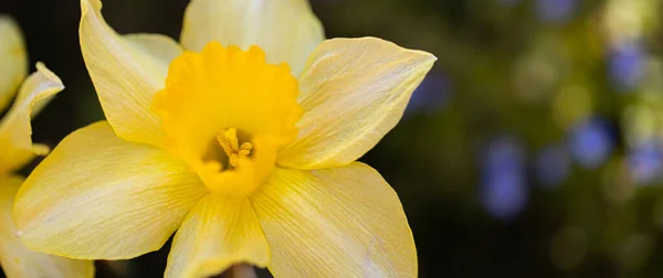 Sárga Nárcisz Virág Kertben — Stock Fotó
