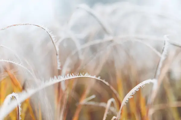 stock-photo-white-prickly-sharp-frosty-frost