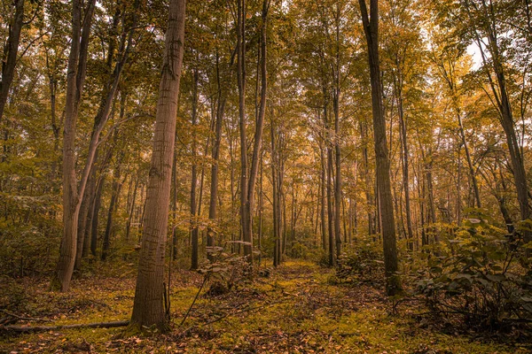 Úžasné Panorama Nádherného Lesa Podzim Malebná Krajina Příjemným Teplým Sluncem — Stock fotografie