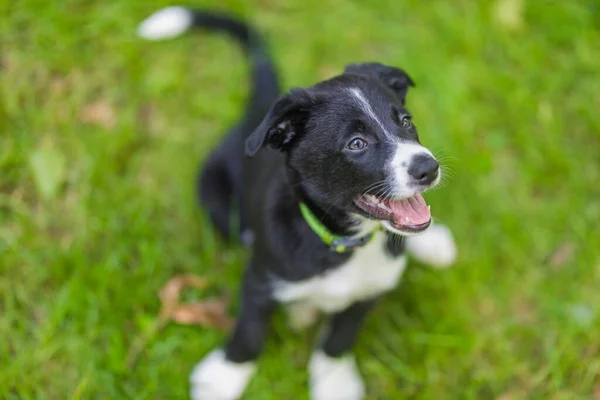 Adorable Retrato Increíble Sano Feliz Negro Blanco Borde Collie Cachorro — Foto de Stock