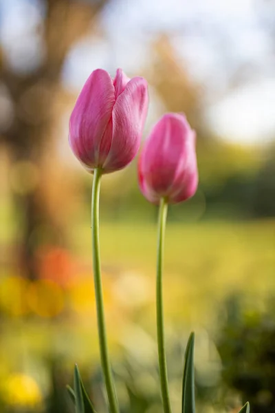 Atemberaubende Tulpenblüten Idyllische Naturlandschaft Florales Banner Wunderschöne Blumen Sonniger Frühling — Stockfoto