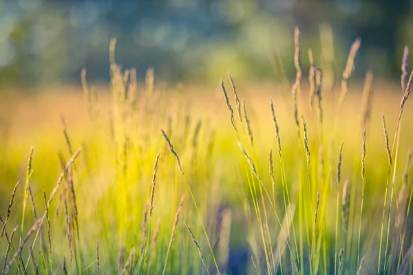 Peaceful and relaxing nature. Fresh green yellow grass, closeup. Sunset high grass with blurred background. Bright inspirational nature