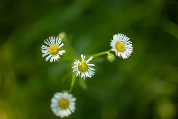 Vackra Vilda Blommor Vild Blommig Trädgård Morgonen Dis Naturen Närbild — Stockfoto