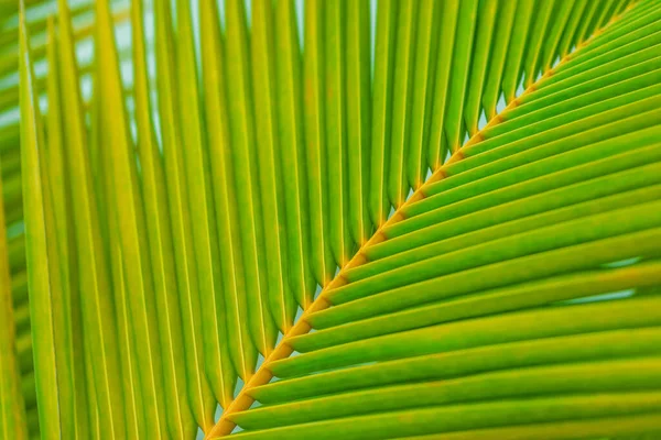 Зеленый Фон Пальмового Листа Закрыть Вид — стоковое фото