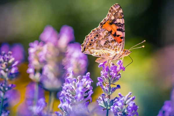 Vlinder Zomer Natuurgebied Landschap Met Lavendelbloemen Een Veld Weidenatuur Wazig — Stockfoto