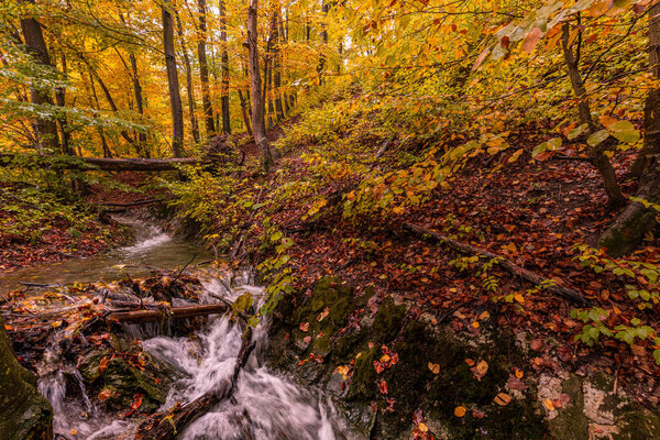 Autumn woods scenery in yellow maple forest. Early autumn lancdspe, mountain travel, hiking path. Fall trees with creek in tranquil forest nature
