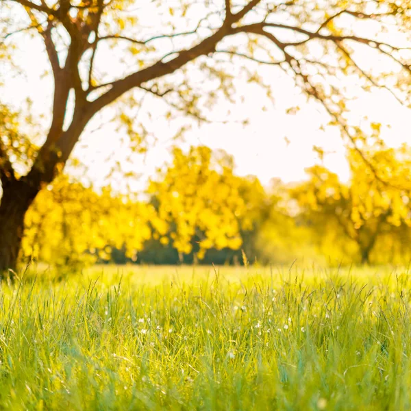 Peaceful and relaxing nature. Fresh green yellow grass, closeup. Sunset high grass with blurred background. Bright inspirational nature