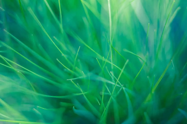 Зеленый Цвет Травы — стоковое фото