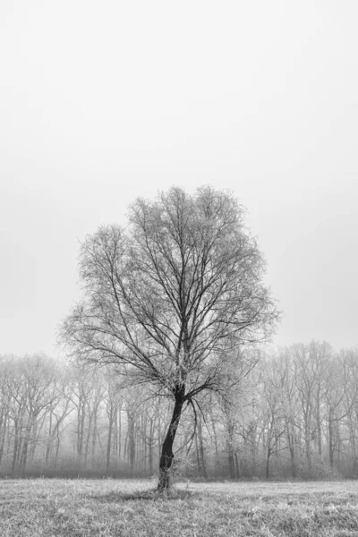 Karlı Arazide Tek Bir Ağaç Kış Tarlasında Yalnız Karlı Bir — Stok fotoğraf