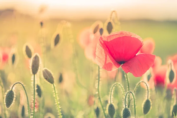 Krásné Červené Mák Květiny Poli — Stock fotografie