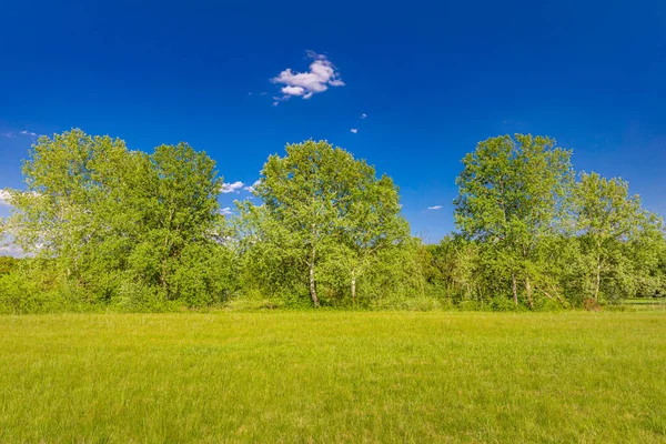 Прекрасний Літній Пейзаж Деревами Блакитним Небом — стокове фото