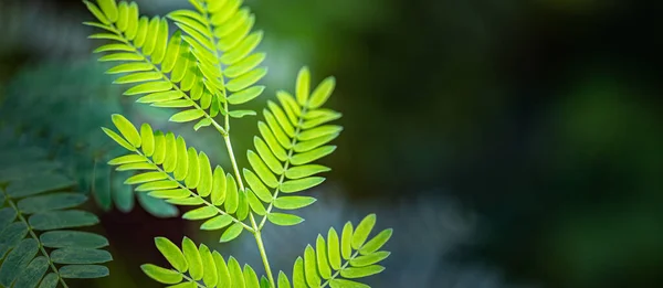 Feuilles Vertes Dans Forêt — Photo