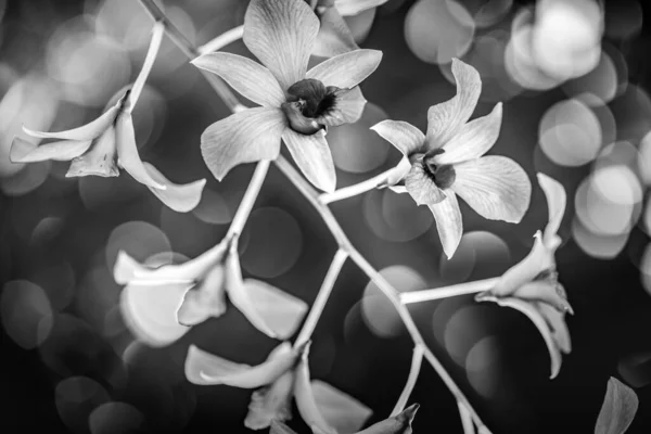 Vacker Botanisk Skott Naturliga Tapeter — Stockfoto