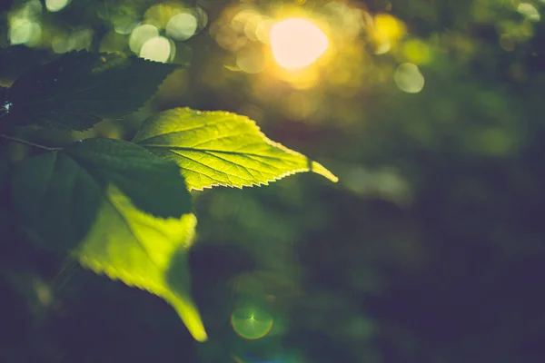 Green Leaves Forest — Stock Photo, Image