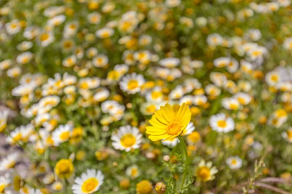 Frühlingsblumenwiese Strahlende Wildblumen Und Sonniges Wetter Graswiese Strahlender Sommertag Nahaufnahme — Stockfoto
