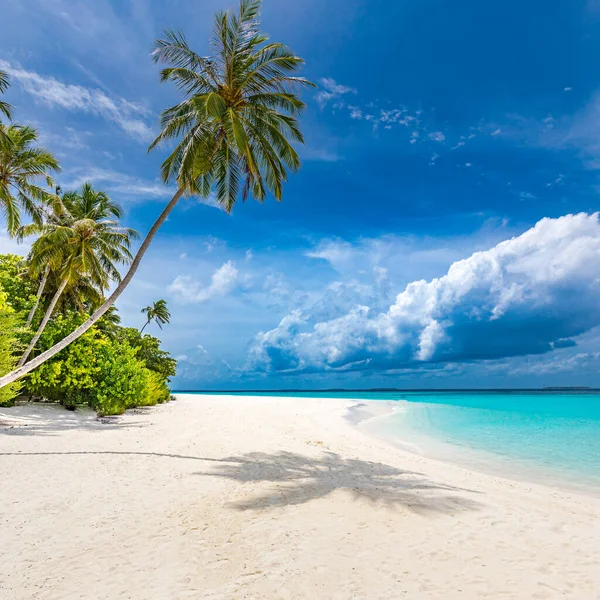 Καταπληκτική Παραλία Της Φύσης Άμμο Φοίνικες Και Moody Ουρανό Tranquil — Φωτογραφία Αρχείου