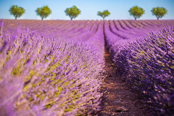 Wonderful nature landscape, amazing sunset scenery with blooming lavender flowers. Moody sky, pastel colors on bright landscape view. Floral panoramic meadow nature in lines with trees and horizon. Amazing nature background, romance, idyllic