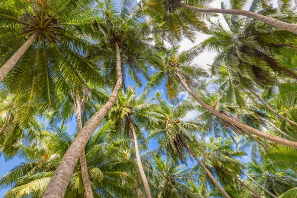 Krásná Příroda Vzor Tropické Palmy Slunečním Světlem Modrém Pozadí Oblohy — Stock fotografie