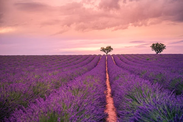 Magnifique Paysage Naturel Magnifique Coucher Soleil Avec Des Fleurs Lavande — Photo