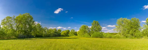 Прекрасний Літній Пейзаж Деревами Блакитним Небом — стокове фото