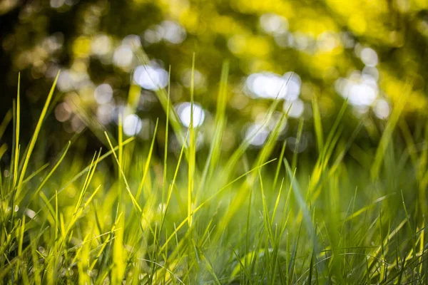 Grass Green Summer Park — Stock Photo, Image