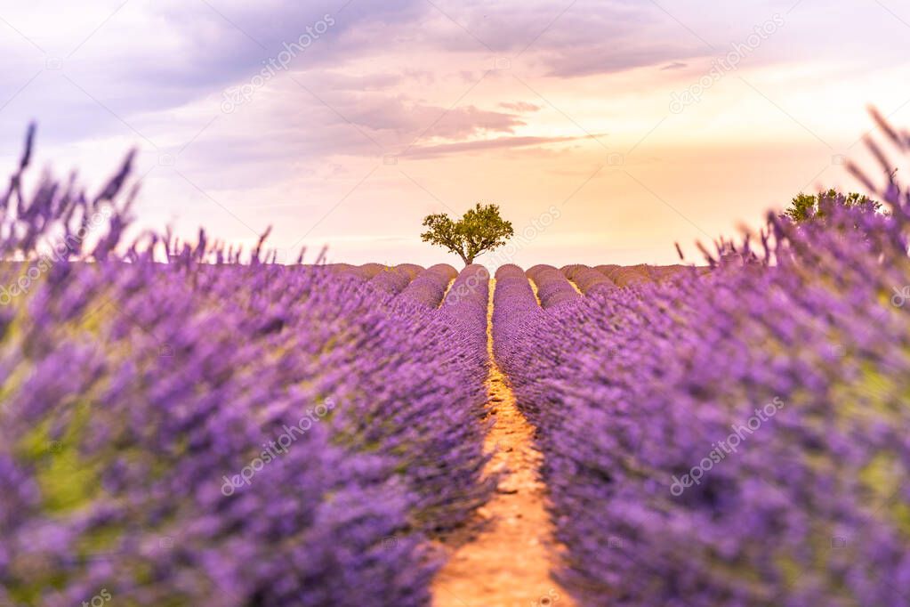 Wonderful nature landscape, amazing sunset scenery with blooming lavender flowers. Moody sky, pastel colors on bright landscape view. Floral panoramic meadow nature in lines with trees and horizon. Amazing nature background, romance, idyllic