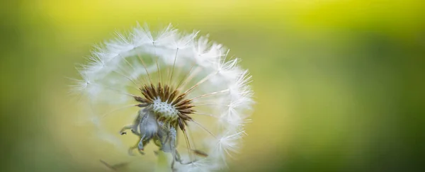 Dandelion Seeds Green Background — Stock Photo, Image