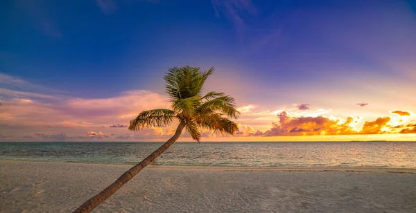 Belle Plage Tropicale Avec Palmiers Coucher Soleil — Photo