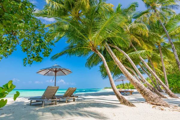 Tropisk Strandnatur Som Sommerlandskap Med Salongstoler Palmer Luksuriøst Reiselandskap Vakkert – stockfoto