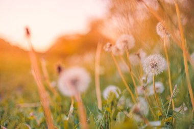 Tarlada güzel karahindiba çiçekleri
