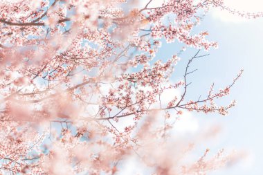 Güzel pembe kiraz ağacı çiçekleri