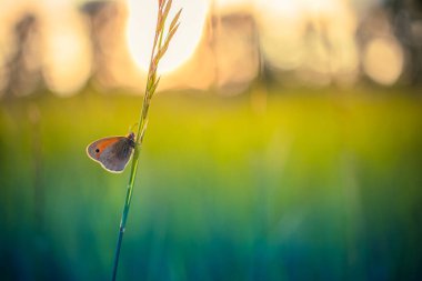 Bulanık yaz tarlası arka planında yeşil çimen sapında kelebek