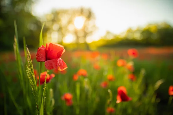 Belles Fleurs Pavot Rouge Dans Champ Été — Photo