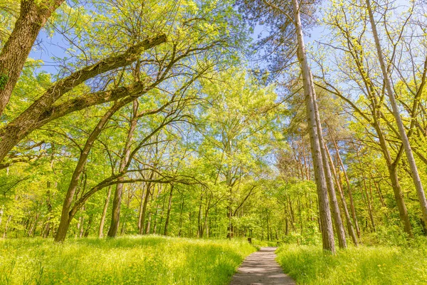 Красивый Весенний Пейзаж Деревьями Зеленой Травой — стоковое фото