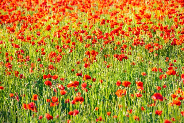 Belas Flores Papoula Vermelha Campo Verão — Fotografia de Stock