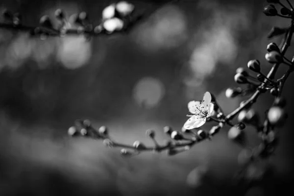Красиві Квіти Вишневого Дерева — стокове фото
