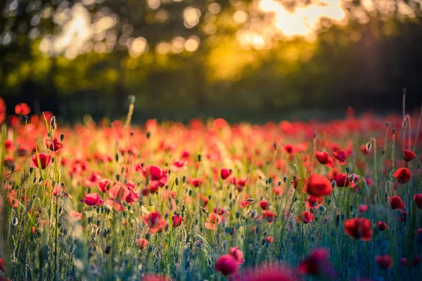 Hermosas Flores Amapola Roja Campo Verano — Foto de Stock