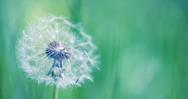 Dandelion Seeds Green Background — Stock Photo, Image