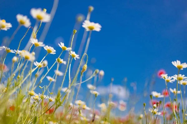 Bahçedeki Güzel Papatya Çiçekleri — Stok fotoğraf
