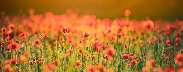 Belas Flores Papoula Vermelha Campo Verão — Fotografia de Stock