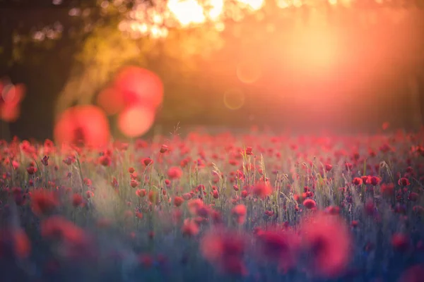 Belles Fleurs Pavot Rouge Dans Champ — Photo