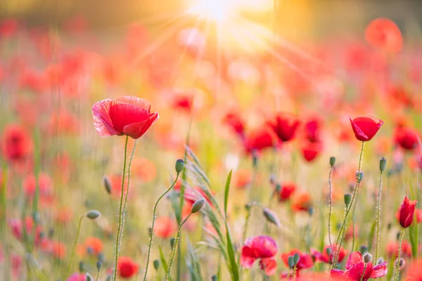 Belas Flores Papoula Vermelha Campo Verão — Fotografia de Stock