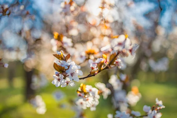 Beautiful Blooming Trees Park — Stock Photo, Image