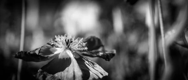Κοντινή Προβολή Του Λουλουδιού Παπαρούνας Ασπρόμαυρη Εικόνα — Φωτογραφία Αρχείου