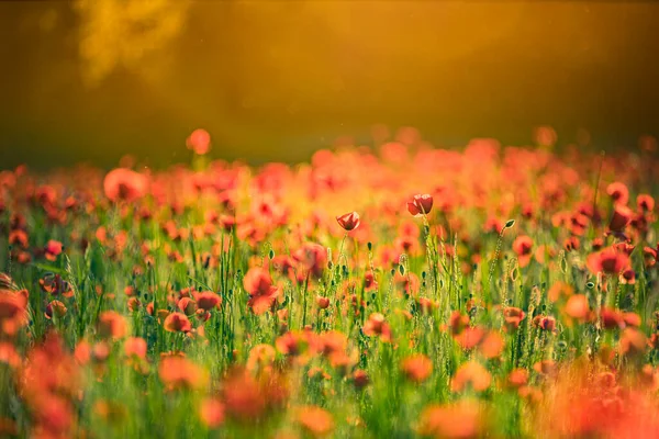 Belas Flores Papoula Vermelha Campo Verão — Fotografia de Stock