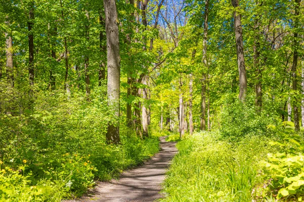 Красивый Летний Пейзаж Зелеными Деревьями Лесу — стоковое фото