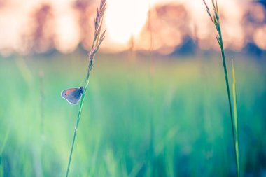 Bulanık yaz tarlası arka planında yeşil çimen sapında kelebek